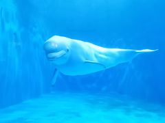 -多彩贵州城极地海洋世界