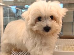 -翊宠yipet猫狗购宠庄园犬舍•猫舍