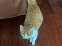 -悠尼宠物·独立低压伊珊娜洗护·美容·寄养(兰谷路店)