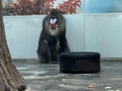 -西安秦岭野生动物园