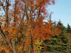 -昆山城市生态森林公园