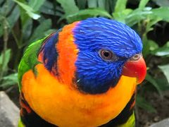 -南宫五洲植物乐园