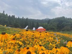 -武陵山森林公园
