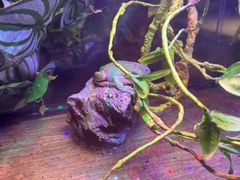 -百好乐宠物友好餐厅(朝外大街店)