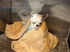 -北京派仕佳德动物医院·超导核磁·CT·神经科·骨科·内外科·急重症管理中心