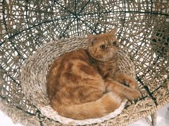 -飞行喵MR PILOT|猫舍·猫咖(静安大融城店)