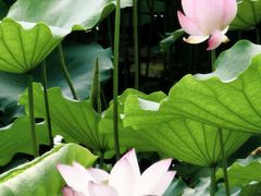 -荔湾湖公园