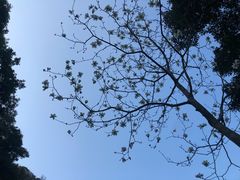 -梧桐山风景名胜区