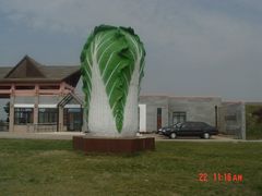 -上海都市菜园