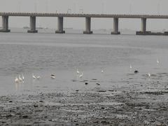 -宝安西湾红树林湿地公园