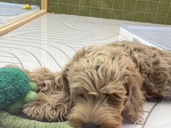 -帕帕拉兹宠物(亚洲旗舰店)