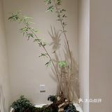 周末游玩好去处，竹林深处的竹园里