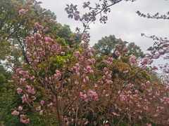 -高东镇樱花园