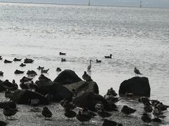 -深圳湾公园(南山区)