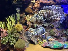 -上海海洋水族馆