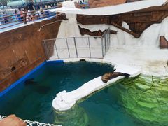 -秦皇岛乐岛海洋王国