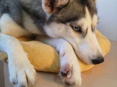 -Husky Go! 哈士奇体验馆·宠物咖啡厅狗咖
