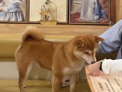 -柴の食堂·日式家庭料理·熊之肆(大学路店)