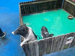 -上海崇明金茂凯悦酒店