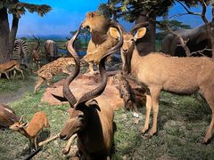 -国家自然博物馆