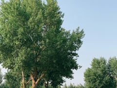 -长白岛森林公园