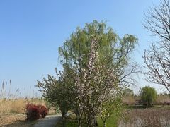 -泗洪洪泽湖湿地景区