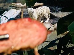 与白虎共餐-白虎自助餐厅·真老虎·景观自助餐厅(广州长隆酒店)