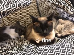 -猫友咖啡店(玉林西路店)
