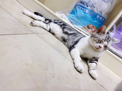 -老吴的猫·猫舍(新区店)