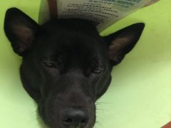 -爱诺耐芙动物医院(万博店)