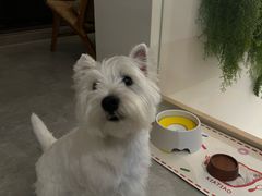 -悠尼宠物·独立低压伊珊娜洗护·美容·寄养(兰谷路店)