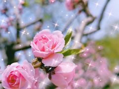 -海棠花溪(元大都城垣遗址公园)