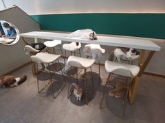 -飞行喵MR PILOT|猫舍·猫咖(静安大融城店)
