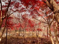-崂山巨峰游览区