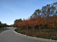-塘沽森林公园