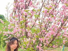 -天适樱花悠乐园