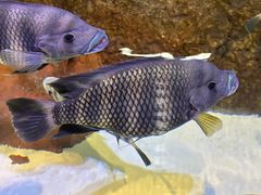 -上海海洋水族馆