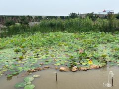 -洛阳古墓博物馆