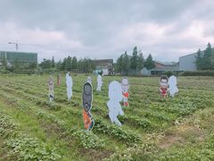 -田园东方蜜桃村的田野营地