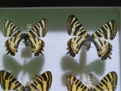 -上海昆虫博物馆