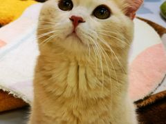 -COLOR PETS 撸猫馆·购猫·猫咖(长风大悦城店)