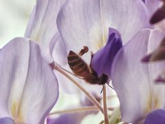 -三圣花乡旅游区