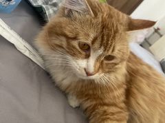 -中农大我爱我爱动物医院·核磁CT·猫病·24小时夜诊中心(石佛营店)