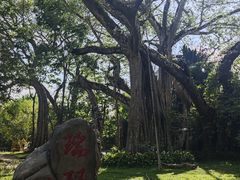 -独树成林