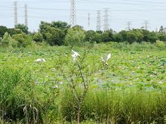 -上海长兴岛郊野公园