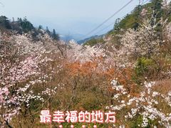 -大围山国家森林公园