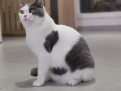 -Heymao猫咖.咖啡厅(东门店)