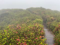 -大围山国家森林公园
