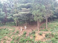 -云南野生动物园
