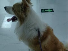 -纳吉亚猫专科动物诊疗中心(蒋宅口分院)